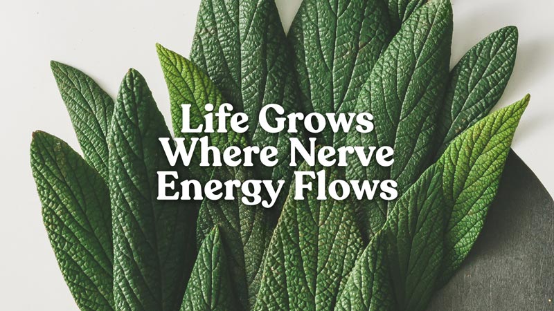 life-grows-where-nerve-energy-flows